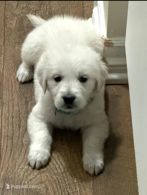 AKC the golden family  – Golden Retriever puppy for sale in Perris, CA