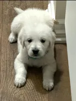 AKC the golden family , a female Golden Retriever for sale in Perris, CA – 1 of 5