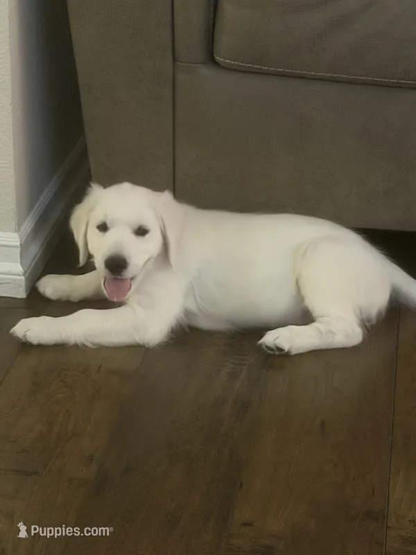 AKC the golden family  – Golden Retriever puppy for sale in Perris, CA