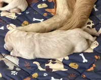 Akc the golden family , a female Golden Retriever for sale in Perris, CA – 2 of 3