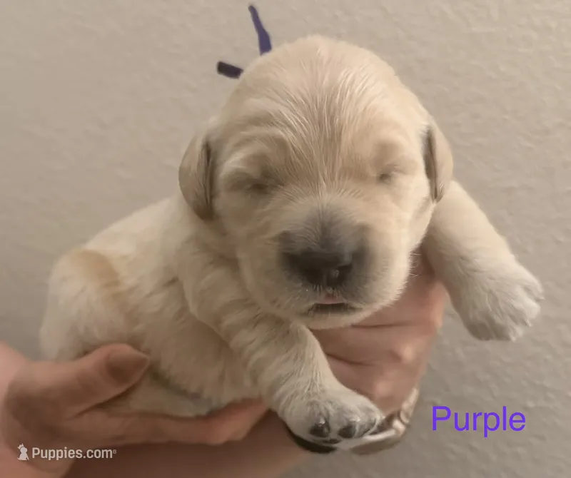 Akc the golden family  – Golden Retriever puppy for sale in Perris, CA