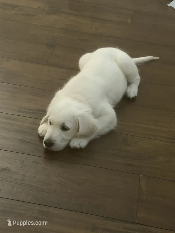 AKC the golden family  – Golden Retriever puppy for sale in Perris, CA