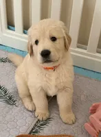 The golden familyy / orange 🍊 , a male Golden Retriever for sale in Perris, CA – 2 of 4
