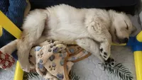 AKC-The golden familyy / purple , a female Golden Retriever for sale in Perris, CA – 4 of 6