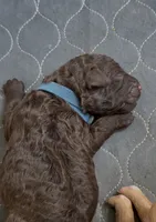 Bud, a male Labradoodle for sale in Stamford, CT – 2 of 6