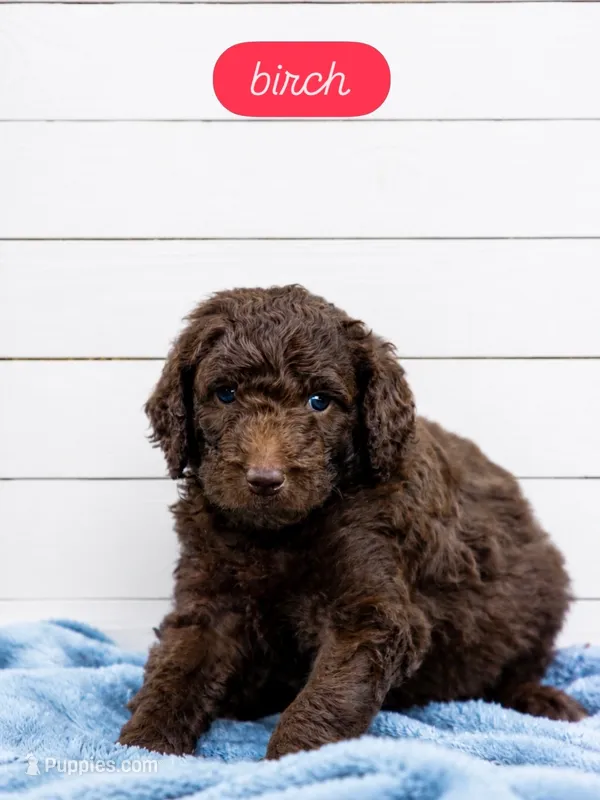 Birch – Labradoodle puppy for sale in Stamford, CT