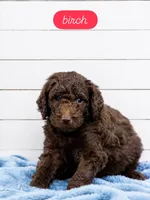 Birch, a male Labradoodle for sale in Stamford, CT – 1 of 8