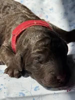 Birch, a male Labradoodle for sale in Stamford, CT – 4 of 7
