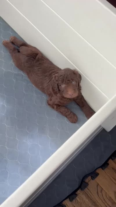 Bud, a male Labradoodle for sale in Stamford, CT – 9 of 10