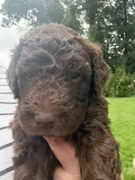 Juniper “Junie”, a female Labradoodle for sale in Stamford, CT – 7 of 10