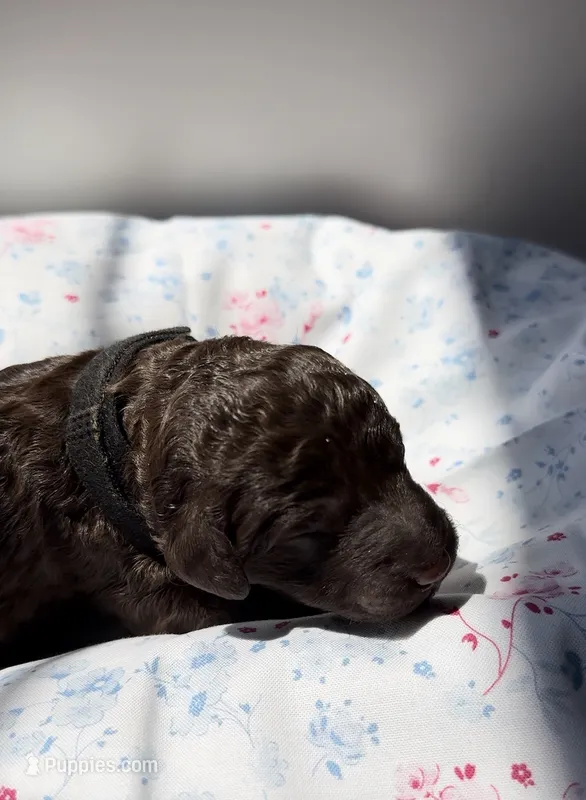 Willow – Labradoodle puppy for sale in Stamford, CT