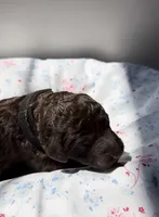 Willow, a female Labradoodle for sale in Stamford, CT – 1 of 4