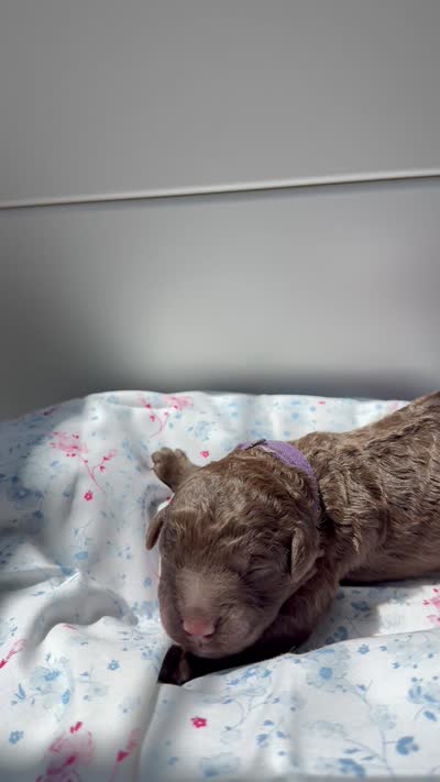 Juniper “Junie”, a female Labradoodle for sale in Stamford, CT – 3 of 3