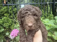 Juniper “Junie”, a female Labradoodle for sale in Stamford, CT – 2 of 10