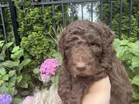 Juniper “Junie”, a female Labradoodle for sale in Stamford, CT – 9 of 10