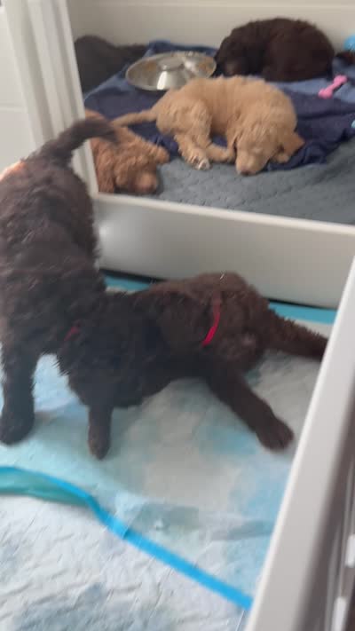 Birch, a male Labradoodle for sale in Stamford, CT – 3 of 8