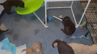 Bud, a male Labradoodle for sale in Stamford, CT – 10 of 10