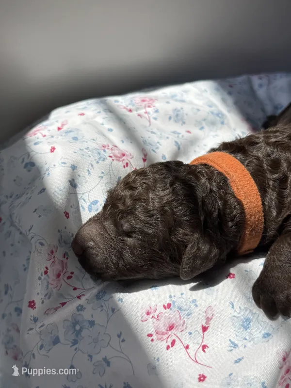 Poppy – Labradoodle puppy for sale in Stamford, CT