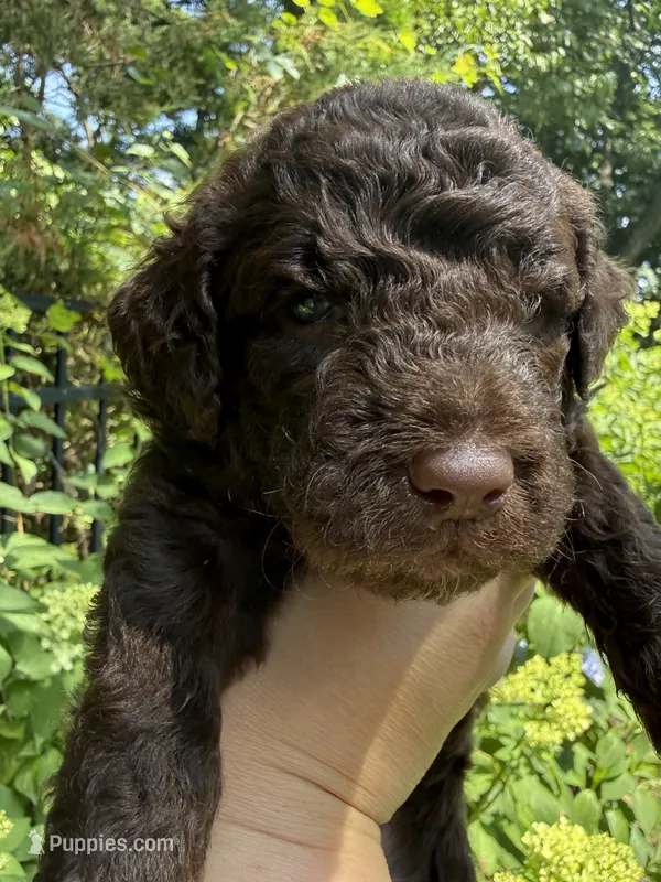 Huckleberry “Huck” – Labradoodle puppy for sale in Stamford, CT