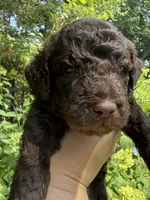 Huckleberry “Huck”, a male Labradoodle for sale in Stamford, CT – 2 of 10