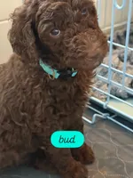 Bud, a male Labradoodle for sale in Stamford, CT – 2 of 10