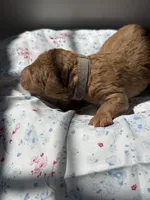 Cedar, a male Labradoodle for sale in Stamford, CT – 3 of 5