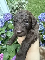 Willow, a female Labradoodle for sale in Stamford, CT – 5 of 8