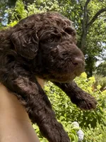 Huckleberry “Huck”, a male Labradoodle for sale in Stamford, CT – 5 of 10