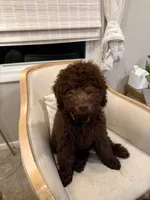 Poppy, a female Labradoodle for sale in Stamford, CT – 1 of 7