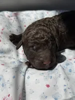 Huckleberry “Huck”, a male Labradoodle for sale in Stamford, CT – 2 of 5