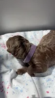 Juniper “Junie”, a female Labradoodle for sale in Stamford, CT – 2 of 3
