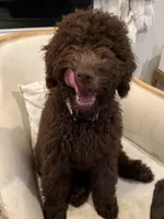 Poppy, a female Labradoodle for sale in Stamford, CT – 3 of 7