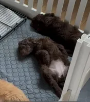 Willow, a female Labradoodle for sale in Stamford, CT – 6 of 8