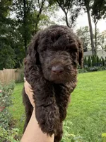 Poppy, a female Labradoodle for sale in Stamford, CT – 2 of 9