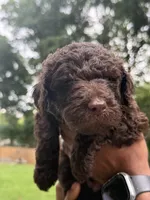 Poppy, a female Labradoodle for sale in Stamford, CT – 5 of 9