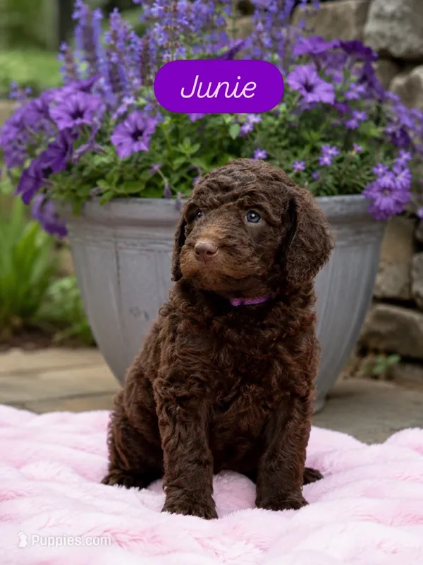 Juniper “Junie” – Labradoodle puppy for sale in Stamford, CT