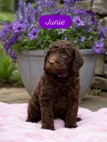 Juniper “Junie”, a female Labradoodle for sale in Stamford, CT – 1 of 10