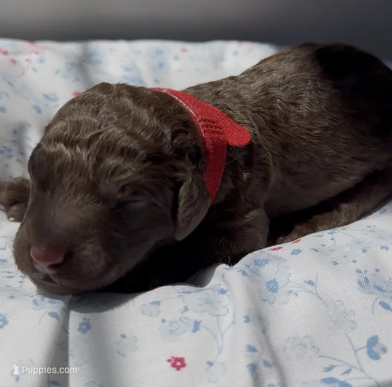 Birch – Labradoodle puppy for sale in Stamford, CT
