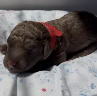 Birch, a male Labradoodle for sale in Stamford, CT – 1 of 7