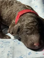Birch, a male Labradoodle for sale in Stamford, CT – 2 of 7