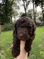 Poppy, a female Labradoodle for sale in Stamford, CT – 7 of 9