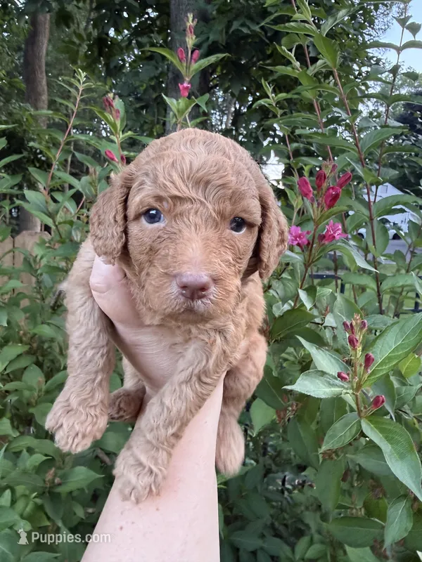 Cedar – Labradoodle puppy for sale in Stamford, CT