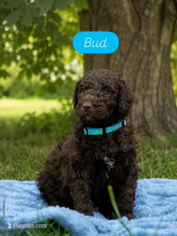 Bud – Labradoodle puppy for sale in Stamford, CT