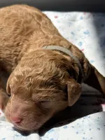 Cedar, a male Labradoodle for sale in Stamford, CT – 5 of 5