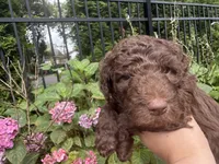 Juniper “Junie”, a female Labradoodle for sale in Stamford, CT – 8 of 10