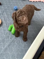 Willow, a female Labradoodle for sale in Stamford, CT – 3 of 8