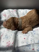 Cedar, a male Labradoodle for sale in Stamford, CT – 4 of 5