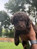 Poppy, a female Labradoodle for sale in Stamford, CT – 3 of 9