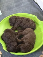 Poppy, a female Labradoodle for sale in Stamford, CT – 9 of 9
