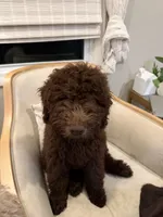Poppy, a female Labradoodle for sale in Stamford, CT – 2 of 7